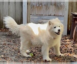Samoyed Dogs for adoption in Pikesville, MD, USA