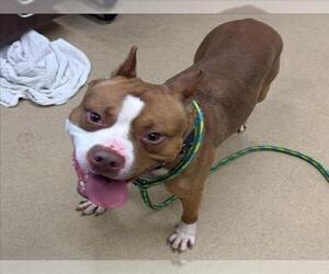 Medium Photo #1 American Pit Bull Terrier Puppy For Sale in Derwood, MD, USA