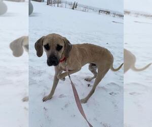 Black Mouth Cur Dogs for adoption in Bullard, TX, USA