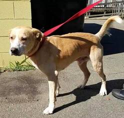 Labrador Retriever Dogs for adoption in Asheville, NC, USA