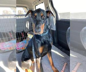Doberman Pinscher Dogs for adoption in Dana Point, CA, USA