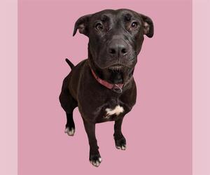 Labrador Retriever-Unknown Mix Dogs for adoption in Bakersfield, CA, USA