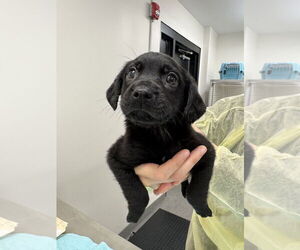 Mutt Dogs for adoption in Elmsford, NY, USA
