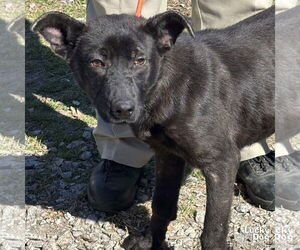 Border Collie-Unknown Mix Dogs for adoption in Washington, DC, USA