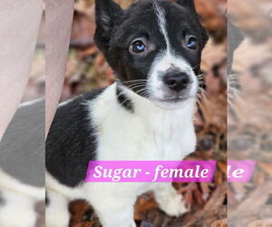 Jack Russell Terrier-Unknown Mix Dogs for adoption in Sheboygan, WI, USA