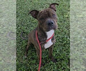 American Staffordshire Terrier-Chinese Shar-Pei Mix Dogs for adoption in Fort Lauderdale, FL, USA