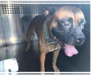 Boxer-Unknown Mix Dogs for adoption in Phoenix, AZ, USA