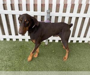 Doberman Pinscher Dogs for adoption in Modesto, CA, USA