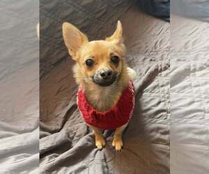 Chihuahua-Unknown Mix Dogs for adoption in Rochester, NY, USA