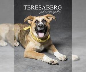 Anatolian Shepherd-Border Collie Mix Dogs for adoption in Dallas, TX, USA