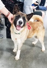 Akita Dogs for adoption in Ponca City, OK, USA