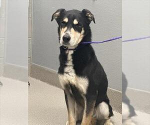 German Shepherd Dog-Unknown Mix Dogs for adoption in Las Vegas, NV, USA