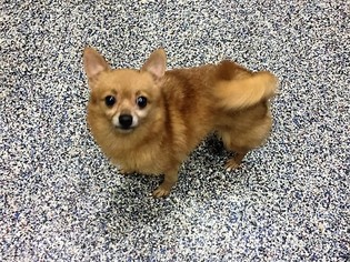Medium Photo #1 Chihuahua Puppy For Sale in Buffalo, NY, USA