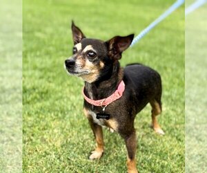 Chihuahua-Unknown Mix Dogs for adoption in Victorville, CA, USA