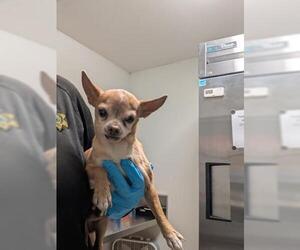 Chihuahua Dogs for adoption in Bakersfield, CA, USA