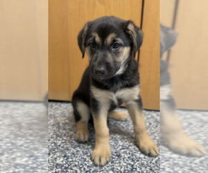 German Shepherd Dog-Unknown Mix Dogs for adoption in Bemidji, MN, USA