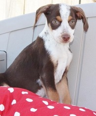 Medium Photo #1 Australian Shepherd-Beagle Mix Puppy For Sale in Yardley, PA, USA