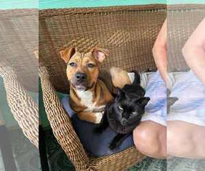 Beagle-Unknown Mix Dogs for adoption in Rockaway, NJ, USA
