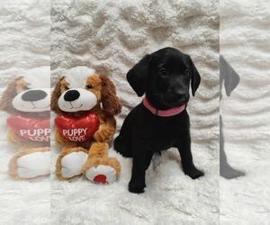 Labrador Retriever-Retriever  Mix Dogs for adoption in St. Louis Park, MN, USA
