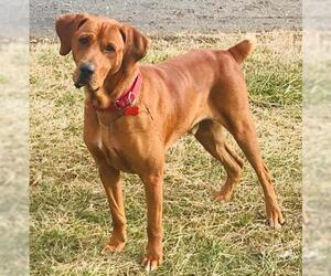 Redbone Coonhound Dogs for adoption in Potomac, MD, USA