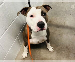 American Pit Bull Terrier Dogs for adoption in Tavares, FL, USA