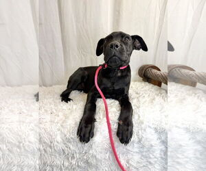Mutt Dogs for adoption in Goodyear, AZ, USA