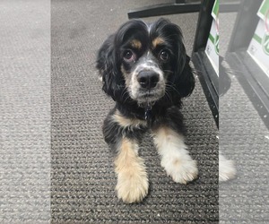 Cocker Spaniel-Unknown Mix Dogs for adoption in Minneapolis, MN, USA