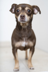 Chipin Dogs for adoption in Eden Prairie, MN, USA
