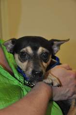 Miniature Pinscher-Unknown Mix Dogs for adoption in Graniteville, SC, USA