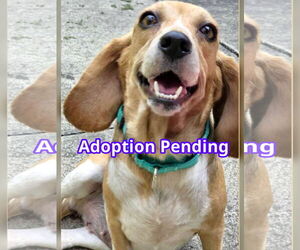 Beagle Dogs for adoption in Dunnellon, FL, USA