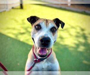 Mutt Dogs for adoption in Orlando, FL, USA