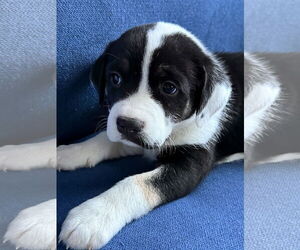 Labrador Retriever-Unknown Mix Dogs for adoption in Caribou, ME, USA