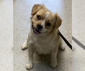 English Toy Spaniel-Unknown Mix Dogs for adoption in Visalia, CA, USA