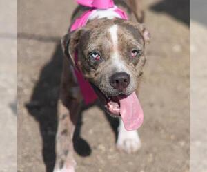 American Staffordshire Terrier-Unknown Mix Dogs for adoption in San Antonio, TX, USA