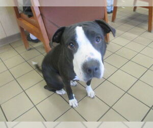 American Pit Bull Terrier-Unknown Mix Dogs for adoption in Ocala, FL, USA