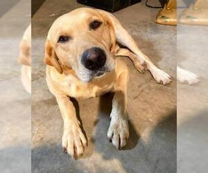 Labrador Retriever Dogs for adoption in Boonville, MO, USA