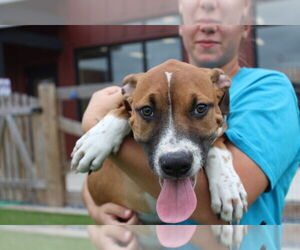 American Pit Bull Terrier Dogs for adoption in Chestertown, MD, USA