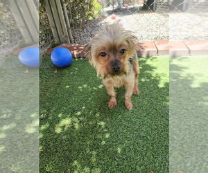 Mutt Dogs for adoption in Banning, CA, USA