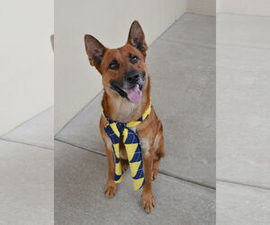 Mutt Dogs for adoption in McKinney, TX, USA