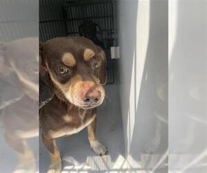 Chiweenie Dogs for adoption in Houston, TX, USA