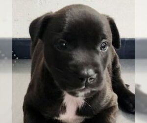 American Staffordshire Terrier-Border Collie Mix Dogs for adoption in Lake Forest, CA, USA