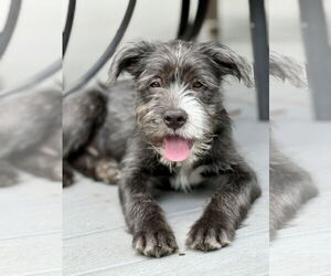 Mutt Dogs for adoption in Royal Palm Beach, FL, USA