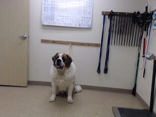 Saint Bernard Dogs for adoption in Palmer, AK, USA