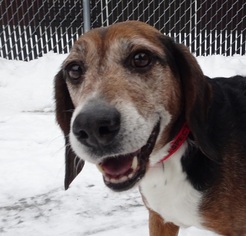 Beagle Dogs for adoption in Shaftsbury, VT, USA