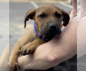 Labrador Retriever Dogs for adoption in Holly Springs, NC, USA