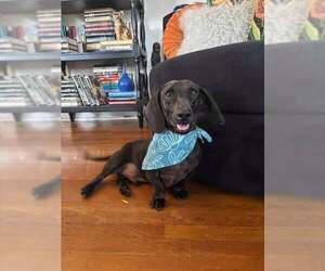 Dachshund Dogs for adoption in Los Angeles, CA, USA