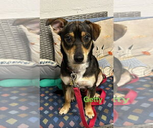 Mutt Dogs for adoption in Ellijay, GA, USA