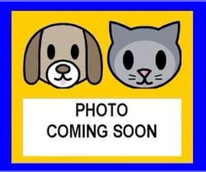 Chihuahua Dogs for adoption in San Antonio, TX, USA