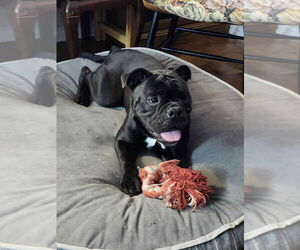Bulldog Dogs for adoption in Brights Grove, Ontario, Canada