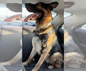German Shepherd Dog Dogs for adoption in San Antonio, TX, USA